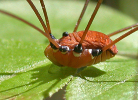 Leiobunum verrucosum